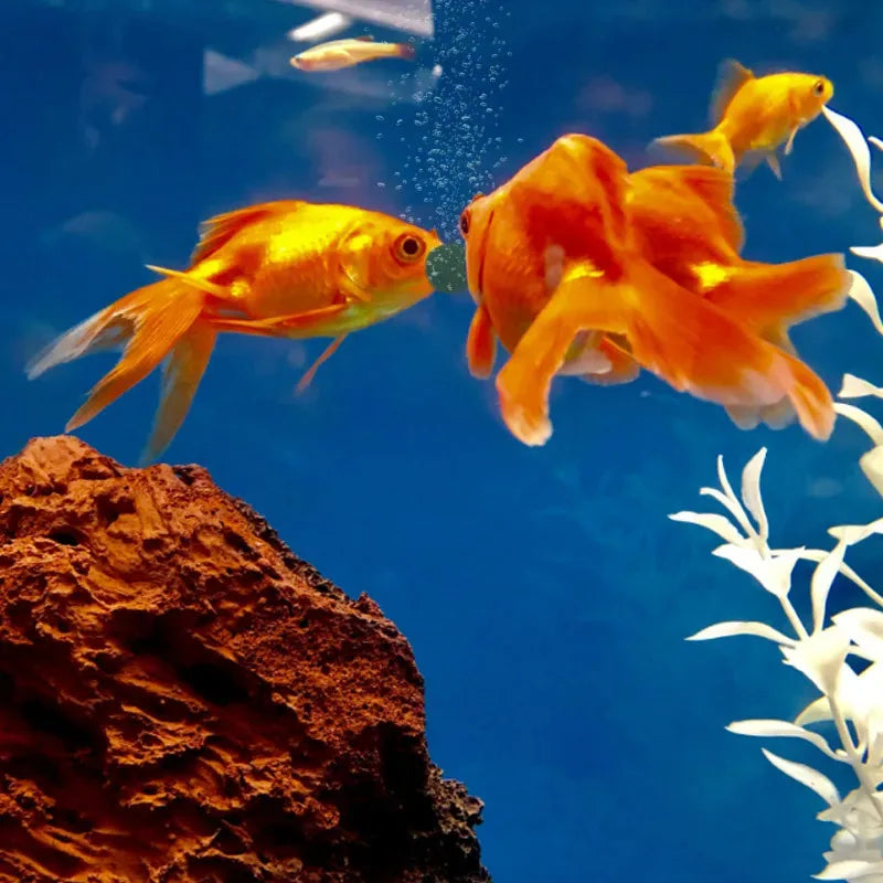 50-1000 Tabletas de Espirulina de Alta Pureza para Peces - Alimento para Camarones Cristal Rojo y Peces de Acuario